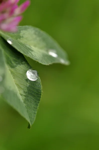 Droplet on Clover — Stock Photo, Image