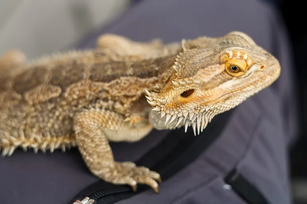 Australian Bearded Dragon — Stock Photo, Image