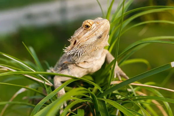 Australian Bearded Dragon — Stock Photo, Image