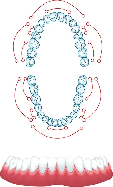 Zubní — Stockový vektor