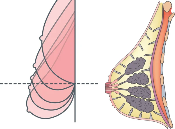 女性の胸の解剖学 — ストックベクタ
