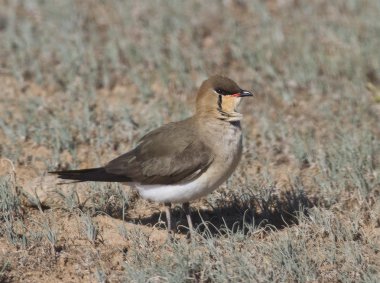 Kara kanatlı pratincole (Glareola nordmanni)