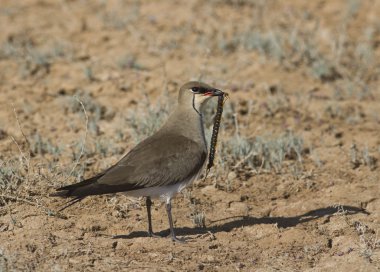 Kara kanatlı pratincole (glareola nordmanni) -3.