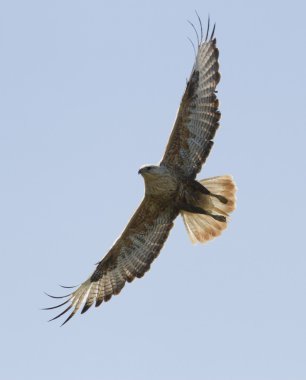 Long-legged Buzzard (Buteo rufinus)-1. clipart