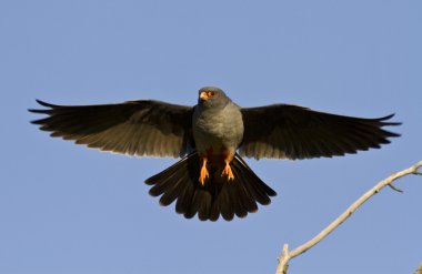 The male Red-footed falcon. clipart