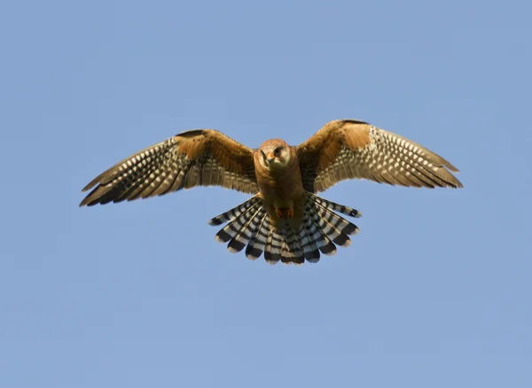 A fêmea Falcão-2 de pés vermelhos . — Fotografia de Stock