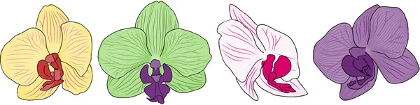 Vier orchideeën — Stockvector