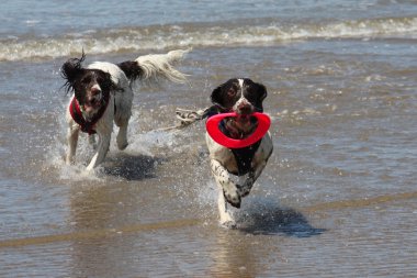 iki çok ıslak çalışma kumlu bir plaj üzerinde İngilizce springer Spaniel yazın