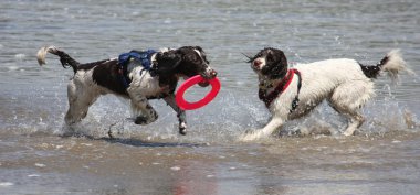 iki çok ıslak çalışma kumlu bir plaj üzerinde İngilizce springer Spaniel yazın