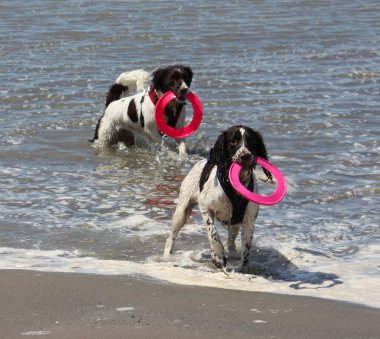 Two very wet working type english springer spaniels on a sandy beach clipart