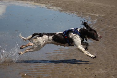 Bir çok ıslak çalışma türü İngiliz springer spaniel kumlu bir plaj üzerinde