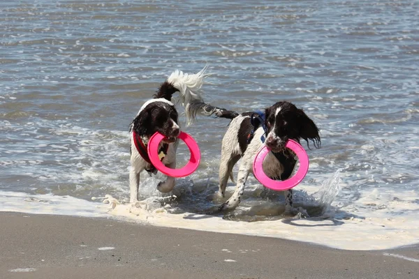 stock image Two very wet working type english springer spaniels on a sandy beach