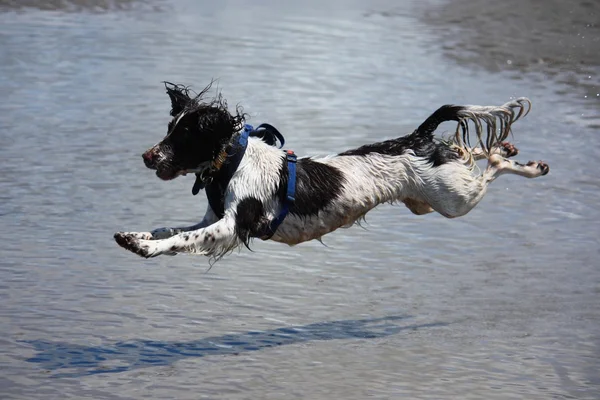 A flying, wet working type english springer spaniel on a sandy beach — Stock Photo, Image