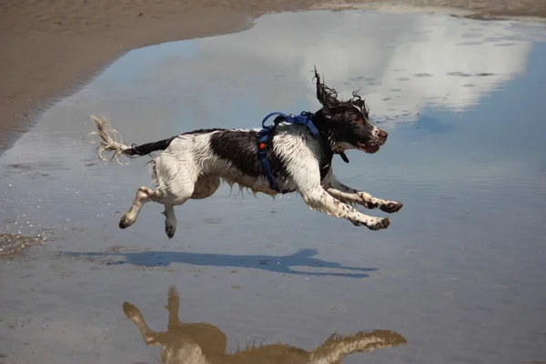 Egy nagyon nedves munka típusú angol springer spániel homokos strandon — Stock Fotó