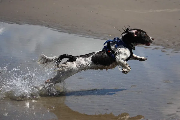 A very wet working type english springer spaniel on a sandy beach — Stock Photo, Image