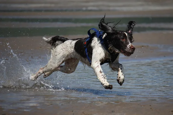 非常湿的工作类型英国史宾格犬在沙滩上 — 图库照片