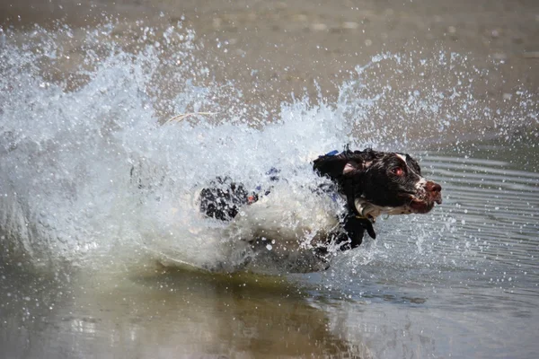Um tipo de trabalho muito molhado inglês springer spaniel em uma praia de areia — Fotografia de Stock