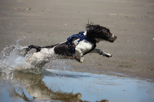 Een zeer natte werken type english springer spaniel op een zandstrand — Stockfoto