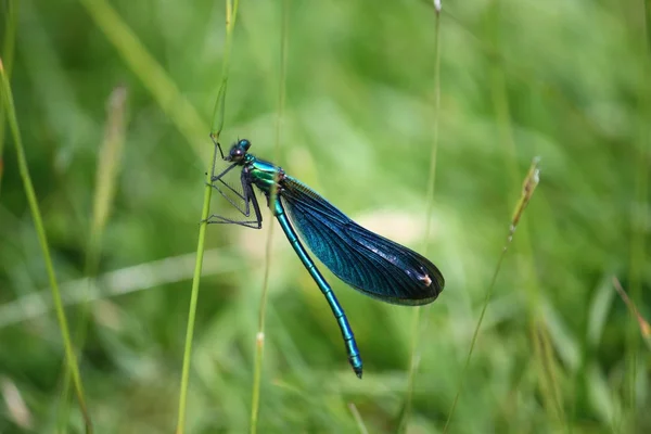 Bela gasolina azul verde libélula — Fotografia de Stock