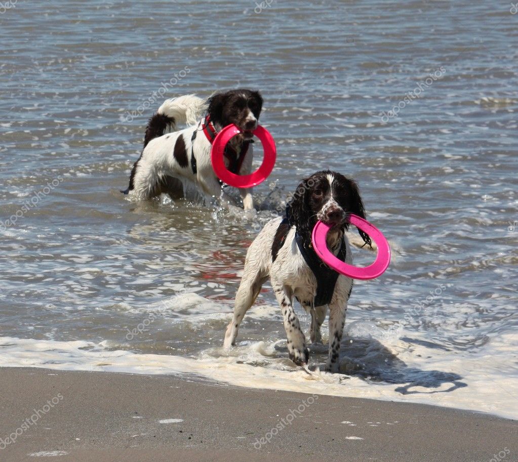 Due Molto Bagnato Lavorando Tipo Inglese Springer Spaniel Su