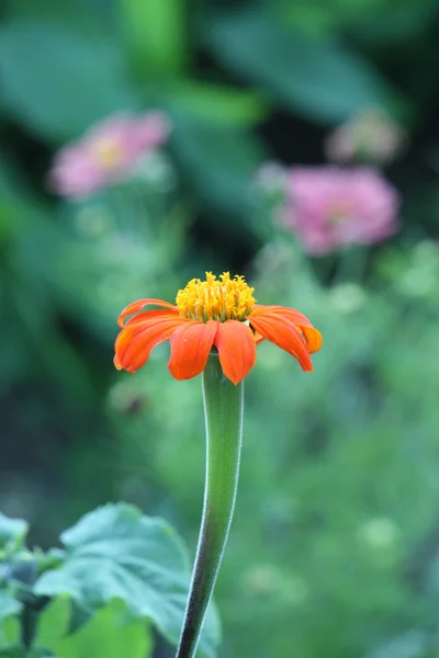 Beautiful orange flower — Stock Photo, Image