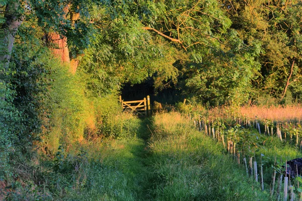 Soliga gate till ingenstans — Stockfoto