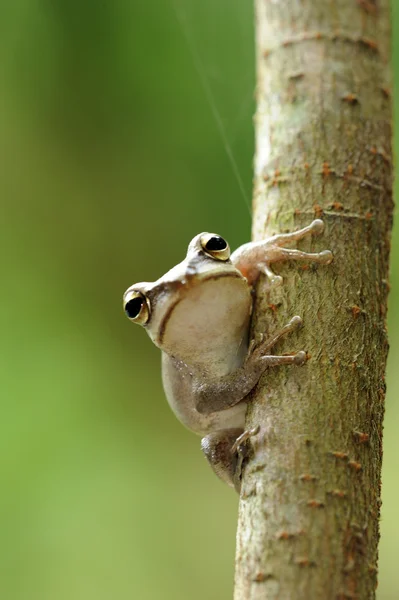 stock image Frog on Tree