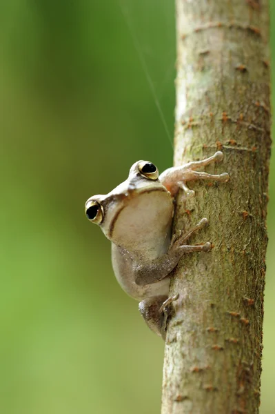 Лягушка на дереве Лицензионные Стоковые Изображения
