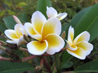 Frangipani clipart