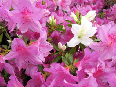 Closeup azalea clipart