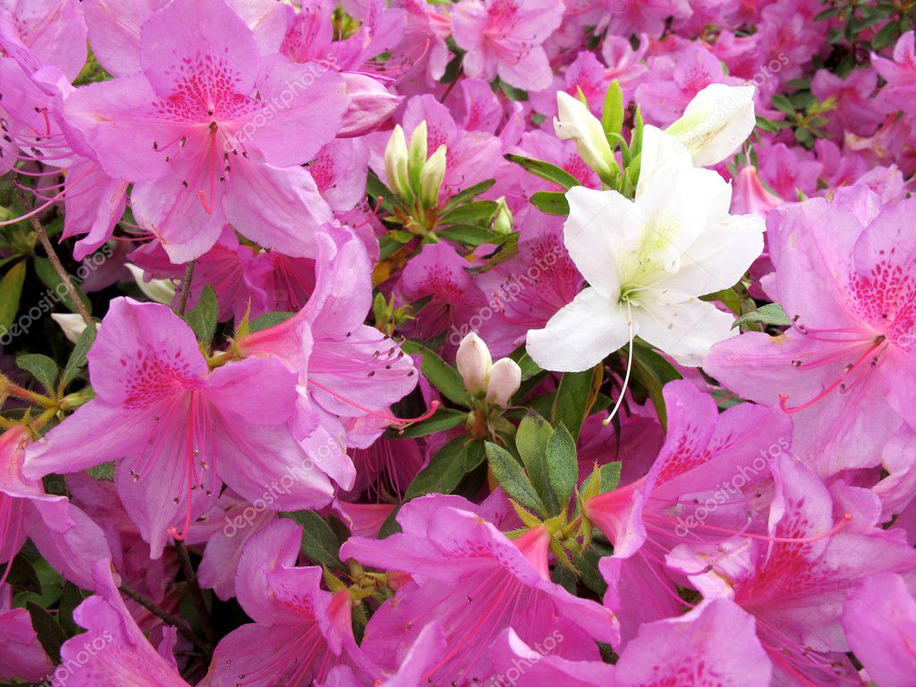 Azaleas de jardín fotos de stock, imágenes de Azaleas de jardín sin  royalties | Depositphotos