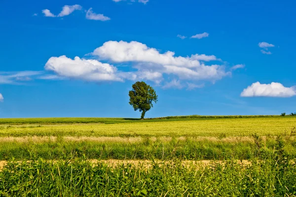 Árvore única no campo amarelo — Fotografia de Stock