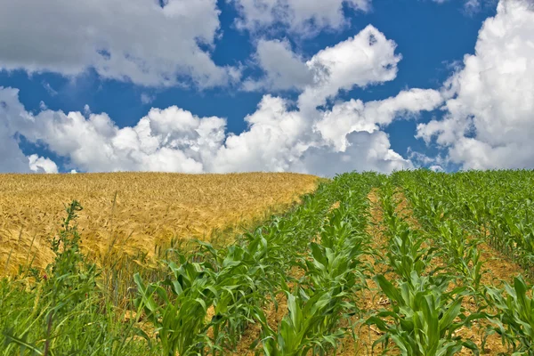 Kleurrijke maïs en tarwe velden in het voorjaar van — Stockfoto