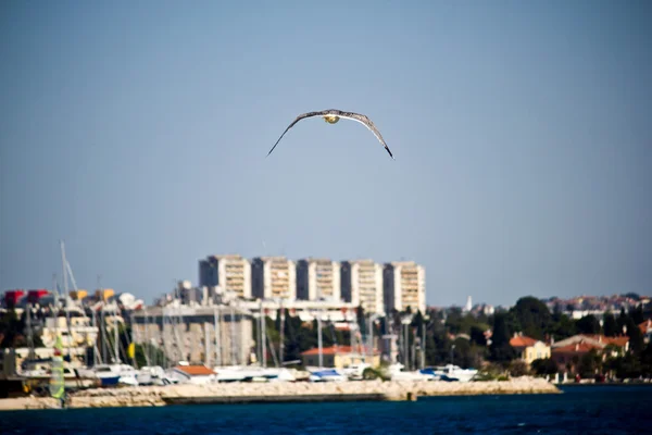 Sea gull flying near Zadar — Stock Photo, Image