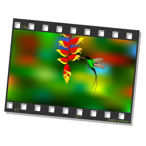 Marco de película con colibrí — Archivo Imágenes Vectoriales
