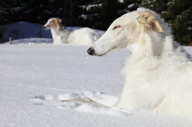 Borzoi, sight-hounds in winter landscape clipart