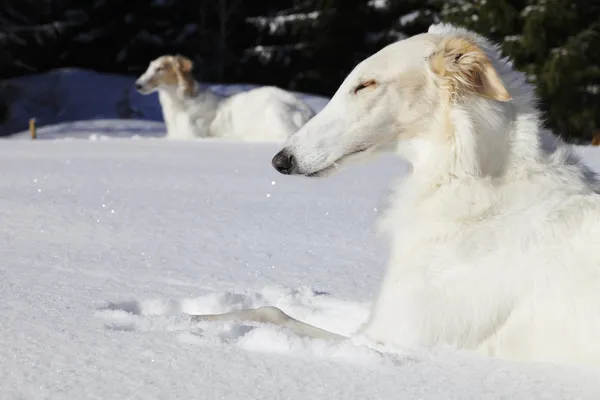 Borzoi, cães de caça na paisagem de inverno — Fotografia de Stock