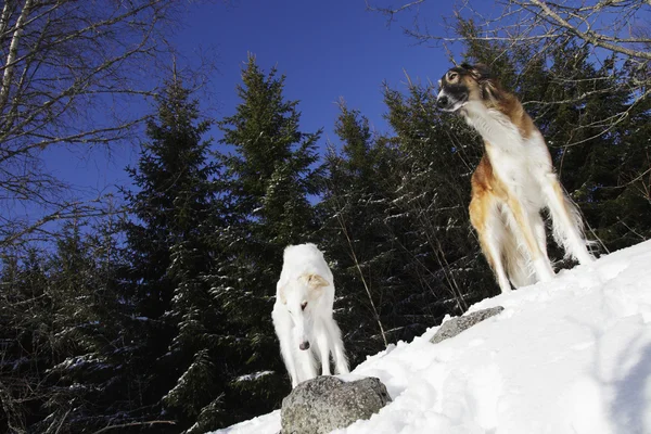 Borzoi, cães de caça na paisagem de inverno — Fotografia de Stock
