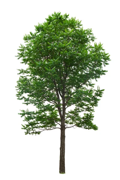 Tamaño XXL: árbol aislado sobre fondo blanco con ruta de recorte — Foto de Stock