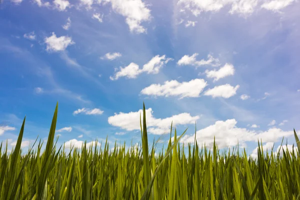 Μπλε του ουρανού και του τομέα του ρυζιού paddy — Φωτογραφία Αρχείου
