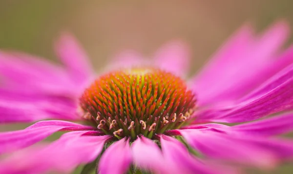 Close up flower for background — Stock Photo, Image