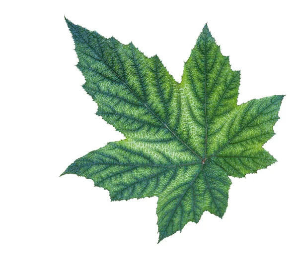 Isolated leaf — Stock Photo, Image