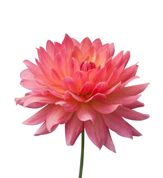 Isolado flor rosa no fundo branco — Fotografia de Stock