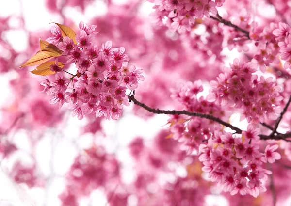 Spring cherry blossoms on pink background — Stock Photo, Image