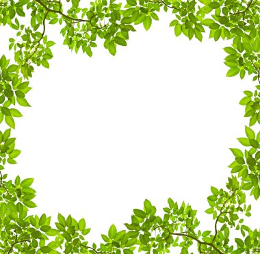 Green leave on white background clipart