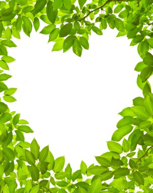 Green leave on white background clipart