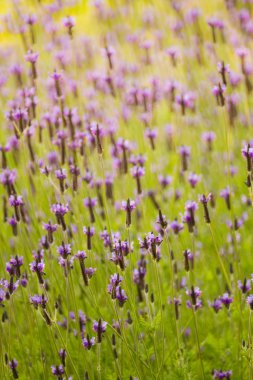 güzel purple flowers Kuzey Tayland