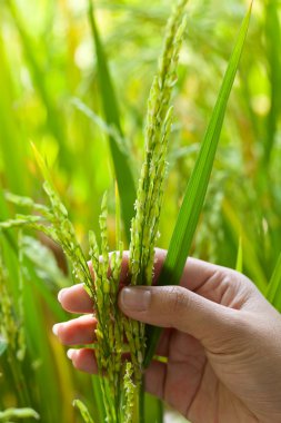 tatlı pirinç yandan yukarıya içinde paddy