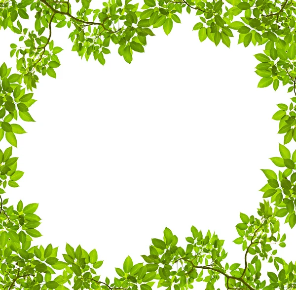 Congedo verde su sfondo bianco — Foto Stock