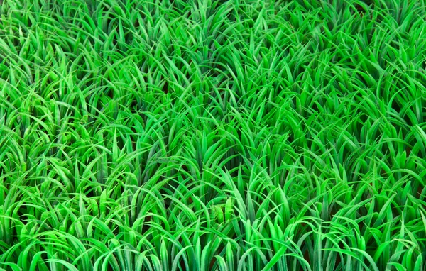 Штучний фон з листя трави — стокове фото